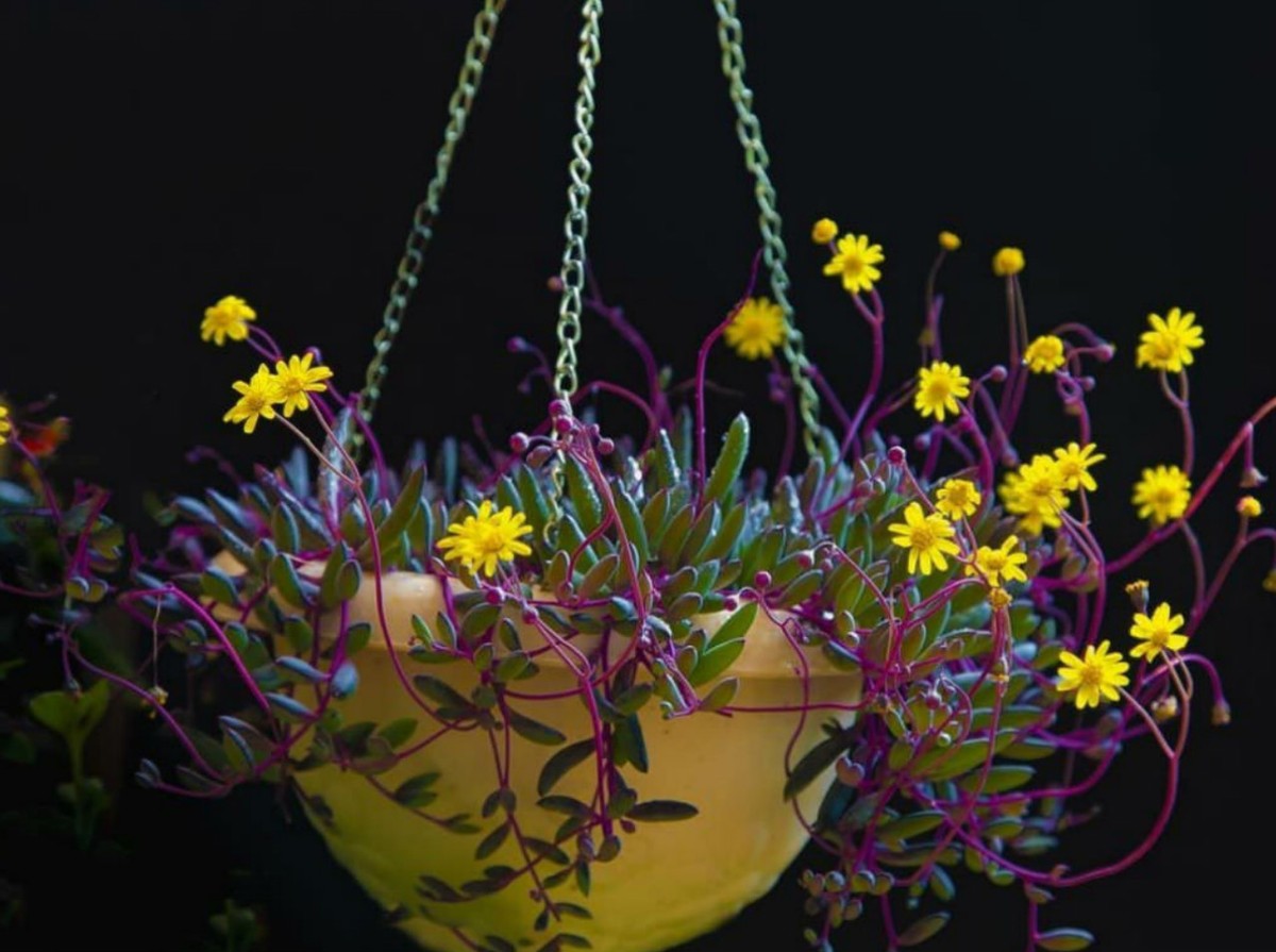 Suculentas colgantes con flores: Othonna Capensis