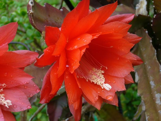 12 suculenta de flores rojas: Epiphyllum