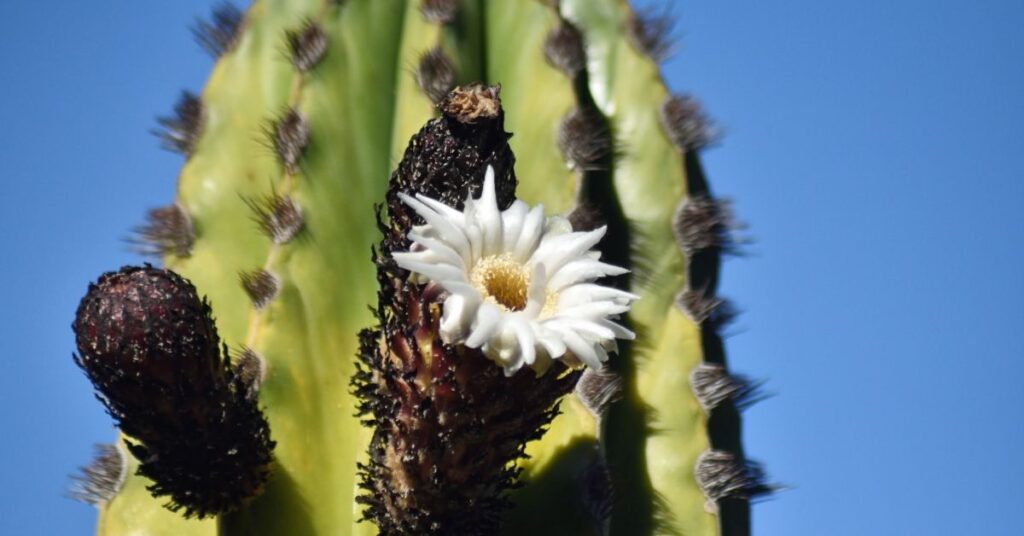 Carnegiea gigantea o cactus columnar