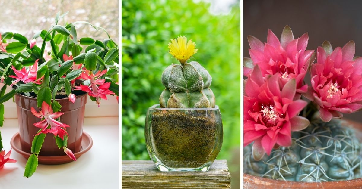 5 Cactus de sombra que no pueden faltar en tu hogar