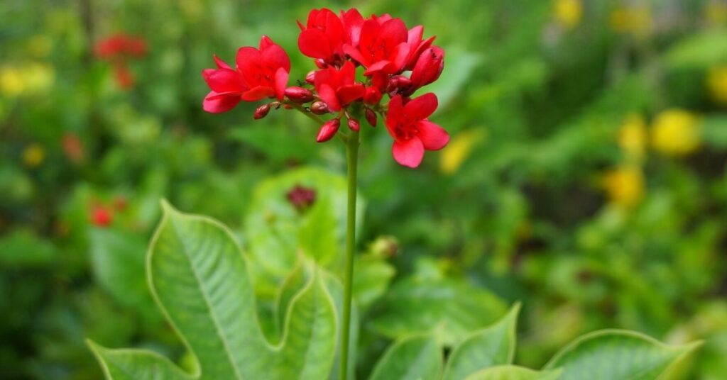Suculentas con flores rojas: Jatropha podagrica