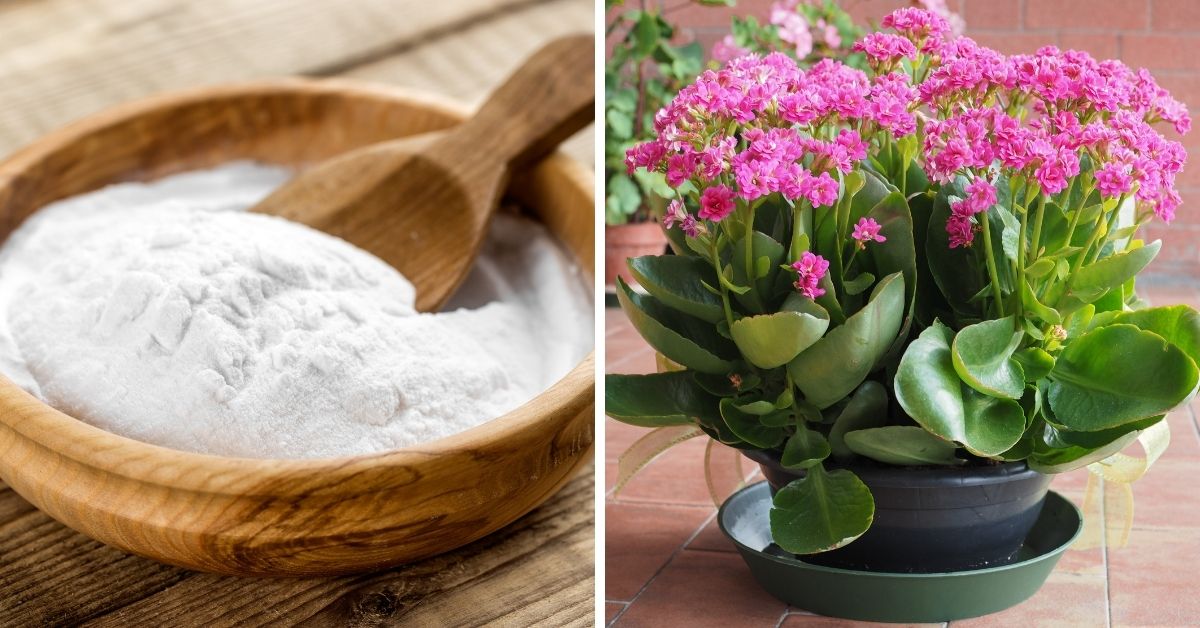7 usos del bicarbonato de sodio en las plantas