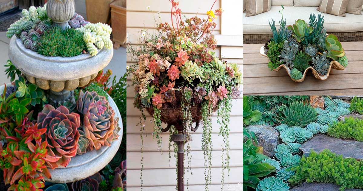 ¿Cómo hacer un jardín de suculentas?