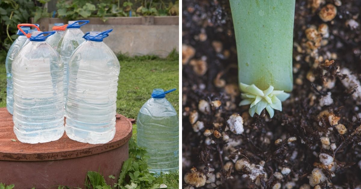 ¿Cómo reproducir suculentas en botellas de plástico?