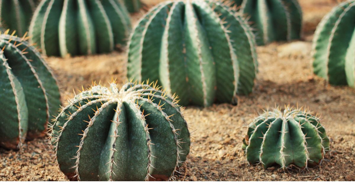 Cactus de Biznaga