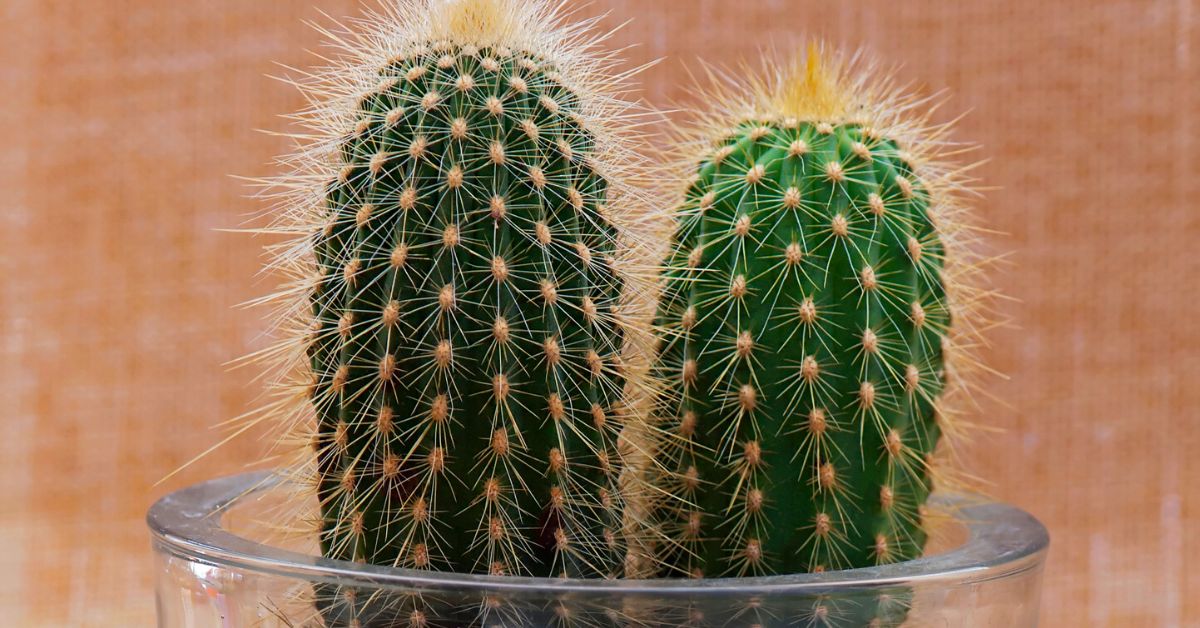 Cactus de Saguaro