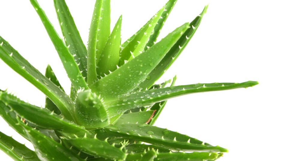 7 suculentas que limpian el aire de tu hogar: Aloe vera