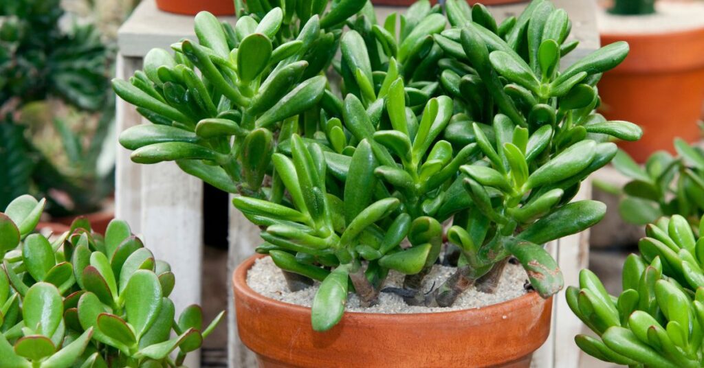 7 suculentas que limpian el aire de tu hogar: Árbol de jade
