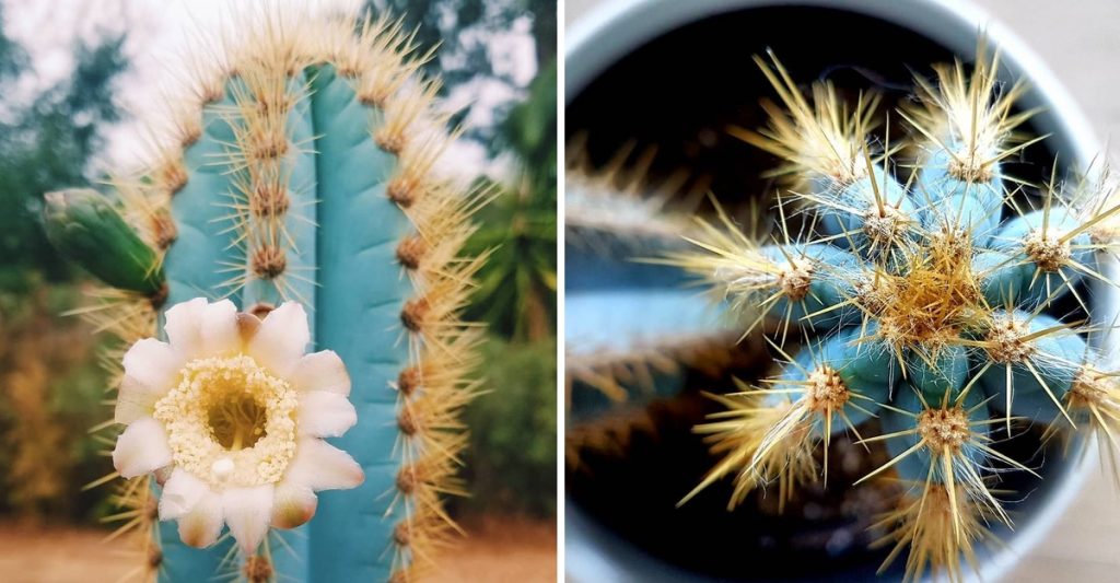 Cactus azul